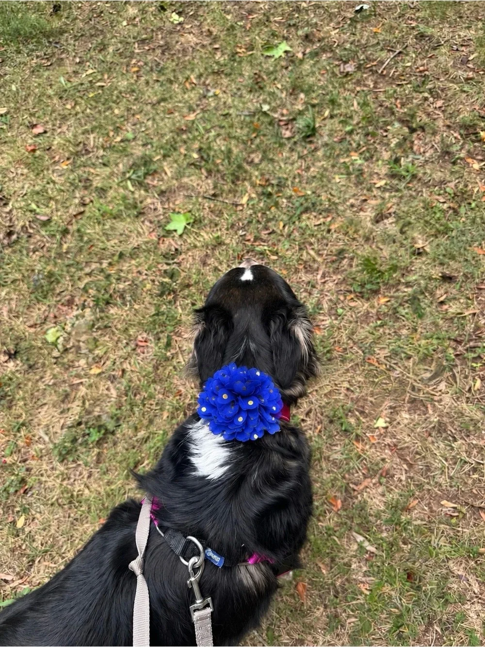 Dog Collar Flower Accessory + Free People Silver Springs Sling Bag